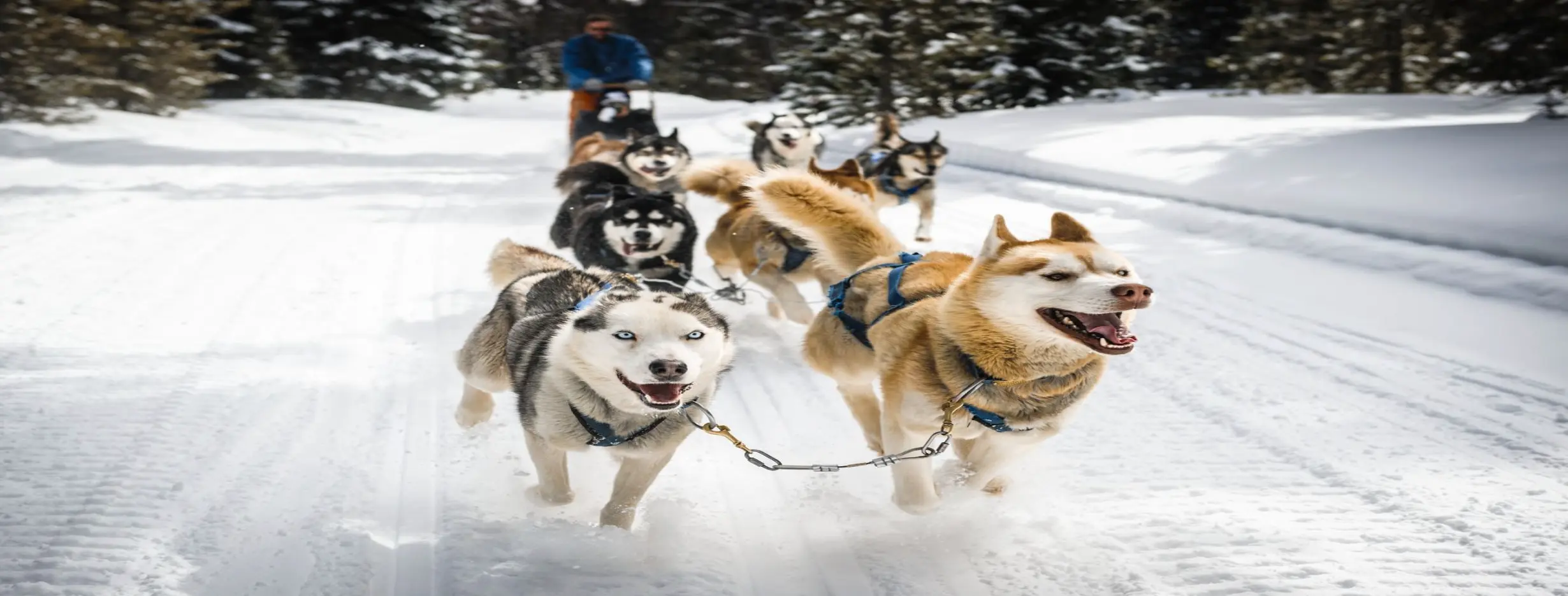 Image for Dog Sledding Experiences